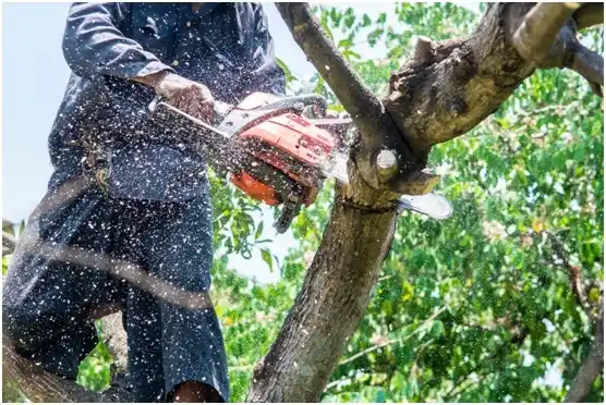 tree services New Berlin